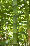 Bamboo (Bambusa spec.)