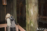 Basilica Cistern