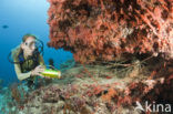 painted spiny lobster (Panulirus versicolor)