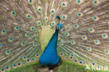 Blauwe pauw (Pavo cristatus)