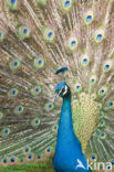 Blauwe pauw (Pavo cristatus)