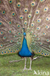 Common peafowl (Pavo cristatus)