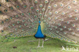 Blauwe pauw (Pavo cristatus)