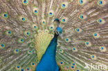 Blauwe pauw (Pavo cristatus)