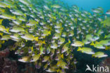 Blauwgestreepte Snapper (Lutjanus kasmira )