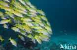 Blauwgestreepte Snapper (Lutjanus kasmira )