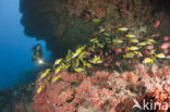 Common bluestripe snapper (Lutjanus kasmira )