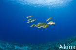 Common bluestripe snapper (Lutjanus kasmira )