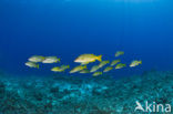 Common bluestripe snapper (Lutjanus kasmira )