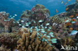 Blue green damselfish (Chromis viridis)