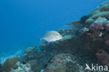 Bluefin trevally