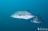 Blauwvin Makreel (Caranx melampygus )