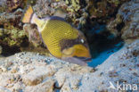 Titan triggerfish (Balistoides viridescens)