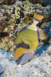 Titan triggerfish (Balistoides viridescens)