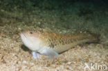 Bonte pieterman (Trachinus radiatus)