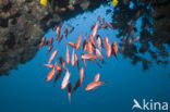 Brick soldierfish (Myripristis amaena)