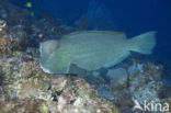 Green humphead parrotfish (Bolbometopon muricatum) 