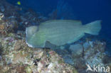 Bultkop papegaaivis (Bolbometopon muricatum) 