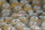 Candycane pygmy goby