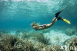 Caroline Islands