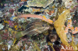 Chinese trompetvis (Aulostomus chinensis)