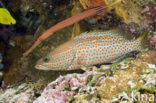 Chinese trompetvis (Aulostomus chinensis)