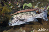 Chinese trompetvis (Aulostomus chinensis)