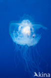 Crown jellyfish (Netrostoma setouchina)