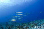 Donkervis Barracuda (Sphyraena qenie)