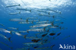 Blackfin barracuda (Sphyraena qenie)