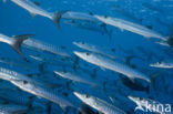 Donkervis Barracuda (Sphyraena qenie)