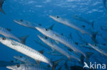 Donkervis Barracuda (Sphyraena qenie)