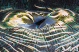 Doopvontschelp (Tridacna squamosa)