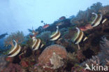 Threeband pennantfish (Heniochus chrysostomus)