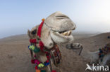 Dromedary (Camelus dromedarius)