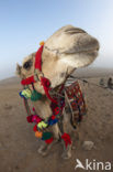 Dromedary (Camelus dromedarius)