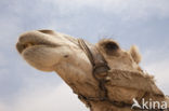 Dromedary (Camelus dromedarius)