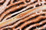 Dwerggrondel (Bryaninops loki)