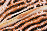 Loki whip-goby (Bryaninops loki)