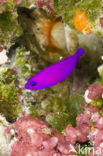 Magenta dottyback (Pseudochromis porphyreus)