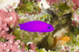 Magenta dottyback (Pseudochromis porphyreus)