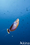 Bignose unicornfish (Naso vlamingii)