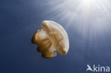 Endemic Mastigias Jellyfish