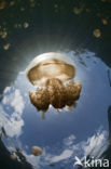 Endemic Mastigias Jellyfish