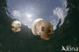 Endemic Mastigias Jellyfish