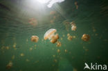 Endemic Mastigias Jellyfish