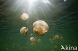 Endemic Mastigias Jellyfish