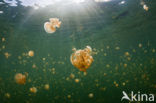 Endemic Mastigias Jellyfish