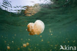 Endemic Mastigias Jellyfish