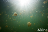 Endemic Mastigias Jellyfish